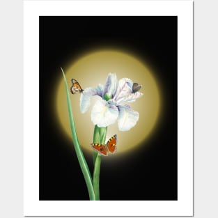 Vintage White Iris Flower illustration Posters and Art